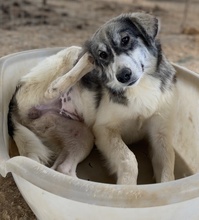 ELEONORA, Hund, Mischlingshund in Griechenland - Bild 10