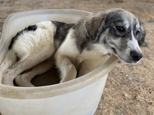 ELEONORA, Hund, Mischlingshund in Griechenland - Bild 11