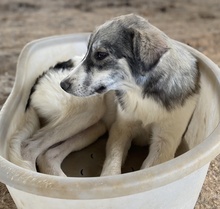ELEONORA, Hund, Mischlingshund in Griechenland - Bild 12
