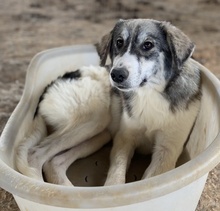 ELEONORA, Hund, Mischlingshund in Griechenland - Bild 13