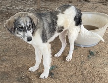ELEONORA, Hund, Mischlingshund in Griechenland - Bild 4