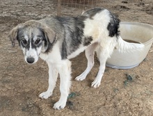 ELEONORA, Hund, Mischlingshund in Griechenland - Bild 5