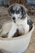 ELEONORA, Hund, Mischlingshund in Griechenland - Bild 6