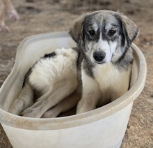 ELEONORA, Hund, Mischlingshund in Griechenland - Bild 7