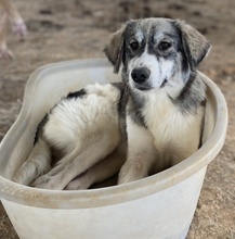 ELEONORA, Hund, Mischlingshund in Griechenland - Bild 8