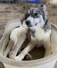 ELEONORA, Hund, Mischlingshund in Griechenland - Bild 9