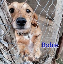 BOBIE, Hund, Mischlingshund in Bulgarien - Bild 1