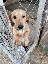 BOBIE, Hund, Mischlingshund in Bulgarien - Bild 2