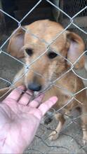 BOBIE, Hund, Mischlingshund in Bulgarien - Bild 3