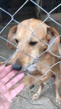 BOBIE, Hund, Mischlingshund in Bulgarien - Bild 5