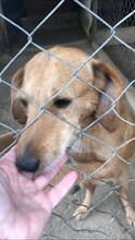 BOBIE, Hund, Mischlingshund in Bulgarien - Bild 6