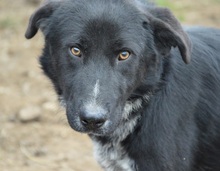 JADEN, Hund, Mischlingshund in Rumänien - Bild 3