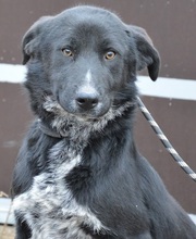 JADEN, Hund, Mischlingshund in Rumänien - Bild 4