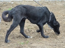 JADEN, Hund, Mischlingshund in Rumänien - Bild 5