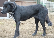 JADEN, Hund, Mischlingshund in Rumänien - Bild 6