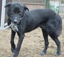 JADEN, Hund, Mischlingshund in Rumänien - Bild 7