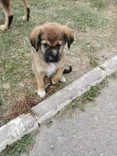 TOMY, Hund, Mischlingshund in Rumänien - Bild 1