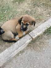 TOMY, Hund, Mischlingshund in Rumänien - Bild 2