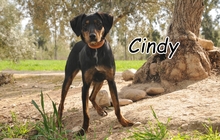 CINDY, Hund, Mischlingshund in Spanien - Bild 1