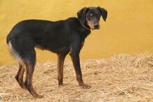 CINDY, Hund, Mischlingshund in Spanien - Bild 13