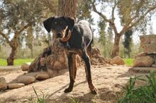 CINDY, Hund, Mischlingshund in Spanien - Bild 15