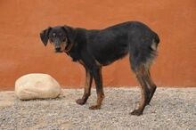 CINDY, Hund, Mischlingshund in Spanien - Bild 17