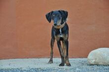 CINDY, Hund, Mischlingshund in Spanien - Bild 2