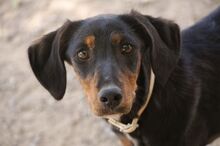 CINDY, Hund, Mischlingshund in Spanien - Bild 3