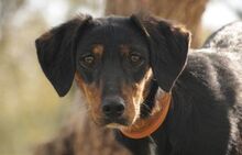 CINDY, Hund, Mischlingshund in Spanien - Bild 4
