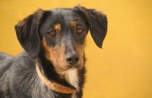 CINDY, Hund, Mischlingshund in Spanien - Bild 5