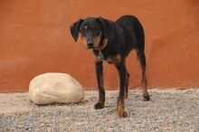 CINDY, Hund, Mischlingshund in Spanien - Bild 7