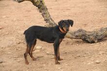 CINDY, Hund, Mischlingshund in Spanien - Bild 8