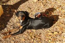 CINDY, Hund, Mischlingshund in Spanien - Bild 9