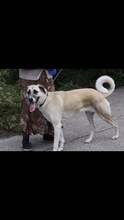 BELLA, Hund, Mischlingshund in Bulgarien - Bild 2