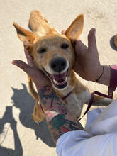 TOBY, Hund, Mischlingshund in Portugal - Bild 1