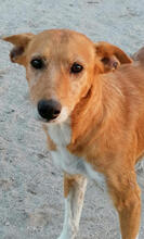 TOBY, Hund, Mischlingshund in Portugal - Bild 6