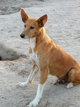 TOBY, Hund, Mischlingshund in Portugal - Bild 7