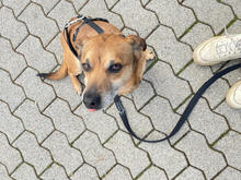 MANUEL, Hund, Mischlingshund in Portugal - Bild 2
