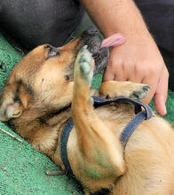 MANUEL, Hund, Mischlingshund in Portugal - Bild 8