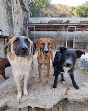 COOKIE, Hund, Mischlingshund in Kroatien - Bild 10