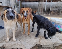 COOKIE, Hund, Mischlingshund in Kroatien - Bild 11