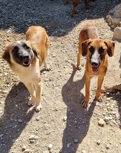COOKIE, Hund, Mischlingshund in Kroatien - Bild 12