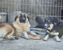 COOKIE, Hund, Mischlingshund in Kroatien - Bild 13