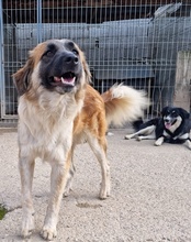 COOKIE, Hund, Mischlingshund in Kroatien - Bild 15