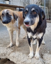 COOKIE, Hund, Mischlingshund in Kroatien - Bild 16
