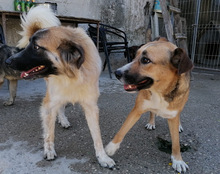 COOKIE, Hund, Mischlingshund in Kroatien - Bild 17