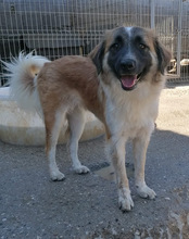COOKIE, Hund, Mischlingshund in Kroatien - Bild 18