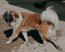COOKIE, Hund, Mischlingshund in Kroatien - Bild 19