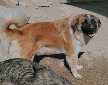 COOKIE, Hund, Mischlingshund in Kroatien - Bild 20