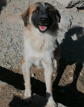 COOKIE, Hund, Mischlingshund in Kroatien - Bild 21